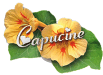 capucine